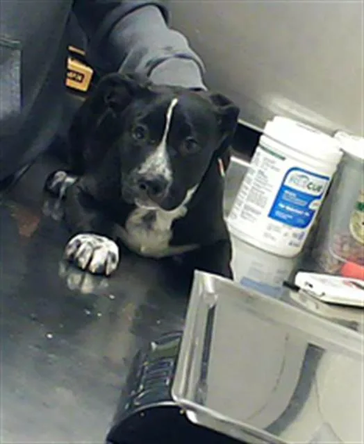 A baby small-sized male German Shepherd Dog dog named Freckles for adoption in Fayetteville, NC