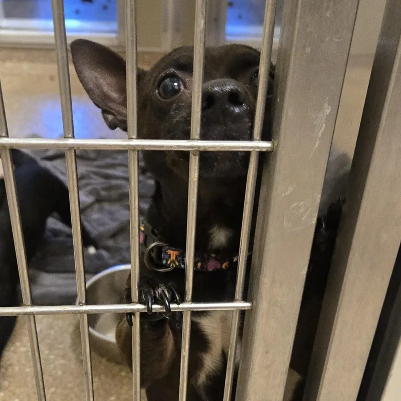 An adult small-sized male Mixed Breed dog named Nitro for adoption in Sonoma, CA
