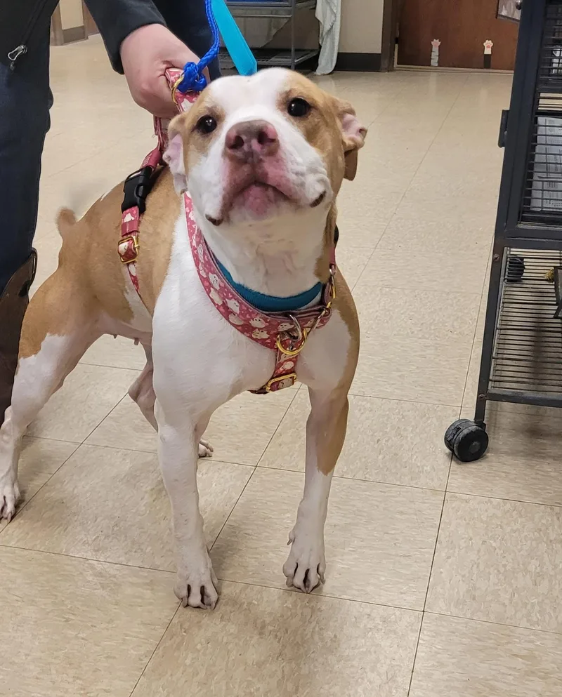 An adult medium-sized female Terrier dog named Evie for adoption in Muncie, IN