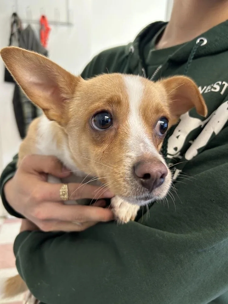 An adult small-sized male White / Cream Chihuahua dog named King for adoption in Ontario, CA