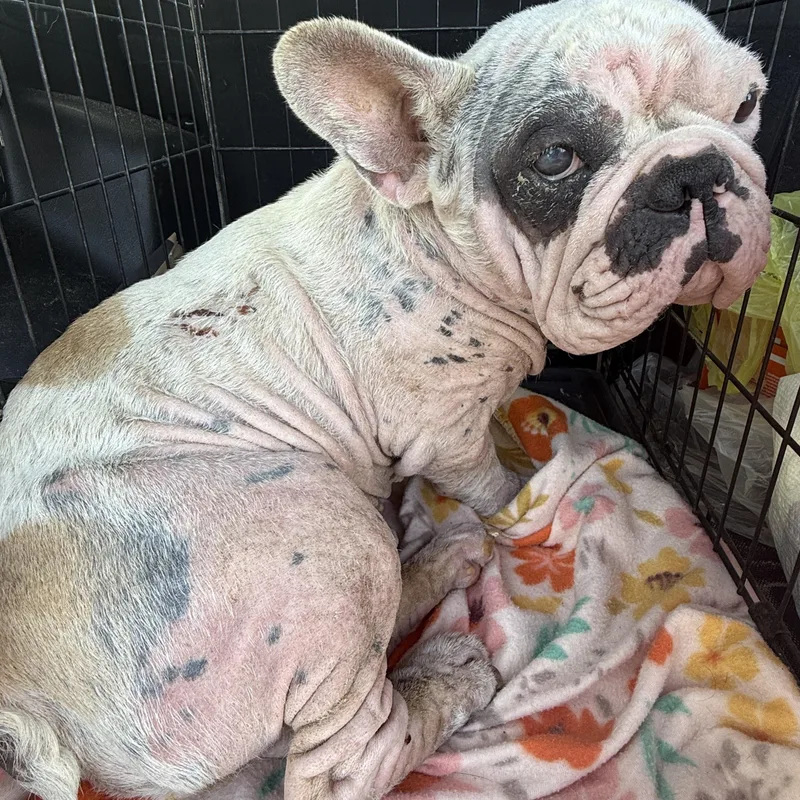 An adult medium-sized male French Bulldog dog named Ozzy for adoption in San Antonio, TX