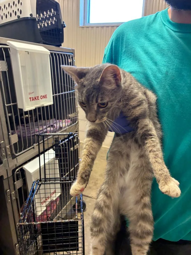 A baby medium-sized female Domestic Short Hair cat named Sydney for adoption in Bossier City, LA