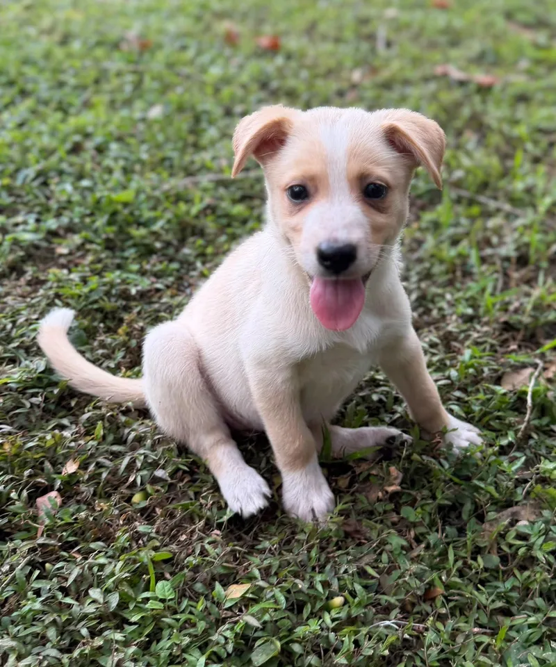A baby medium-sized female Corgi dog named Honey for adoption in Lutz, FL