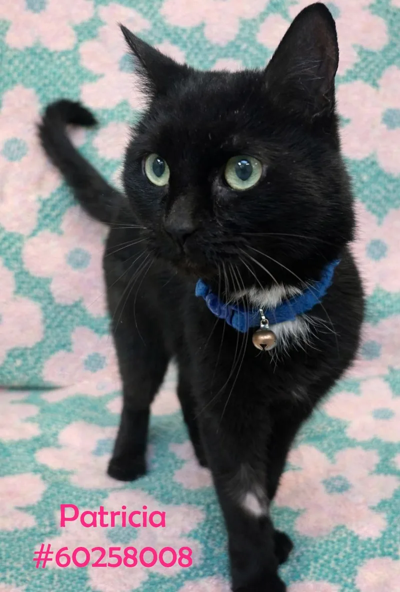 An adult small-sized female Black Domestic Short Hair cat named Patricia for adoption in Wilkes Barre, PA