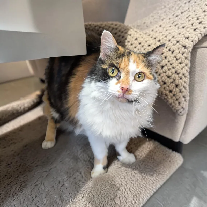 An adult medium-sized female Calico Domestic Medium Hair cat named Autumn for adoption in Chuckey, TN