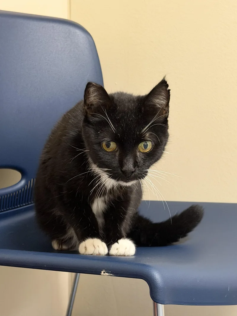 A senior medium-sized female Black & White / Tuxedo Domestic Short Hair cat named Magpie for adoption in Suffolk, VA