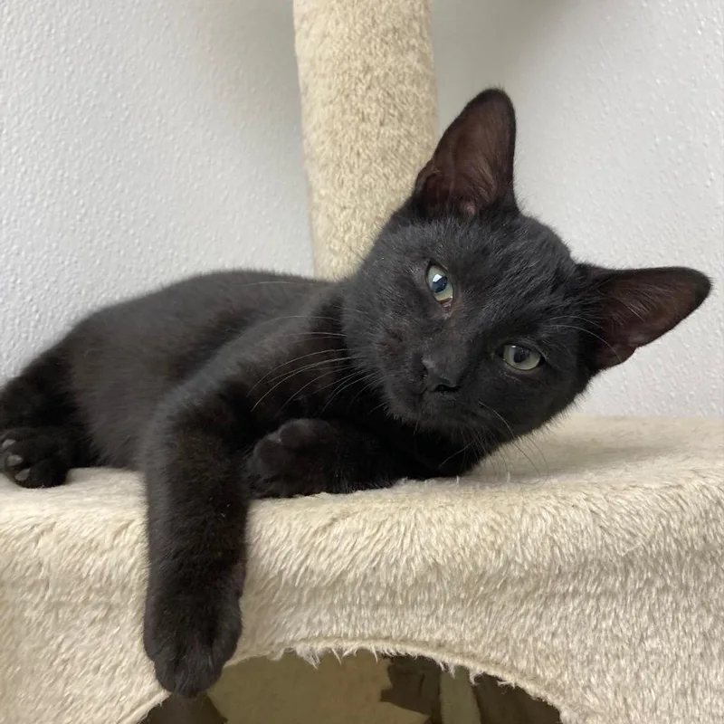 A young small-sized male Domestic Short Hair cat named WallE for adoption in New Kensington, PA