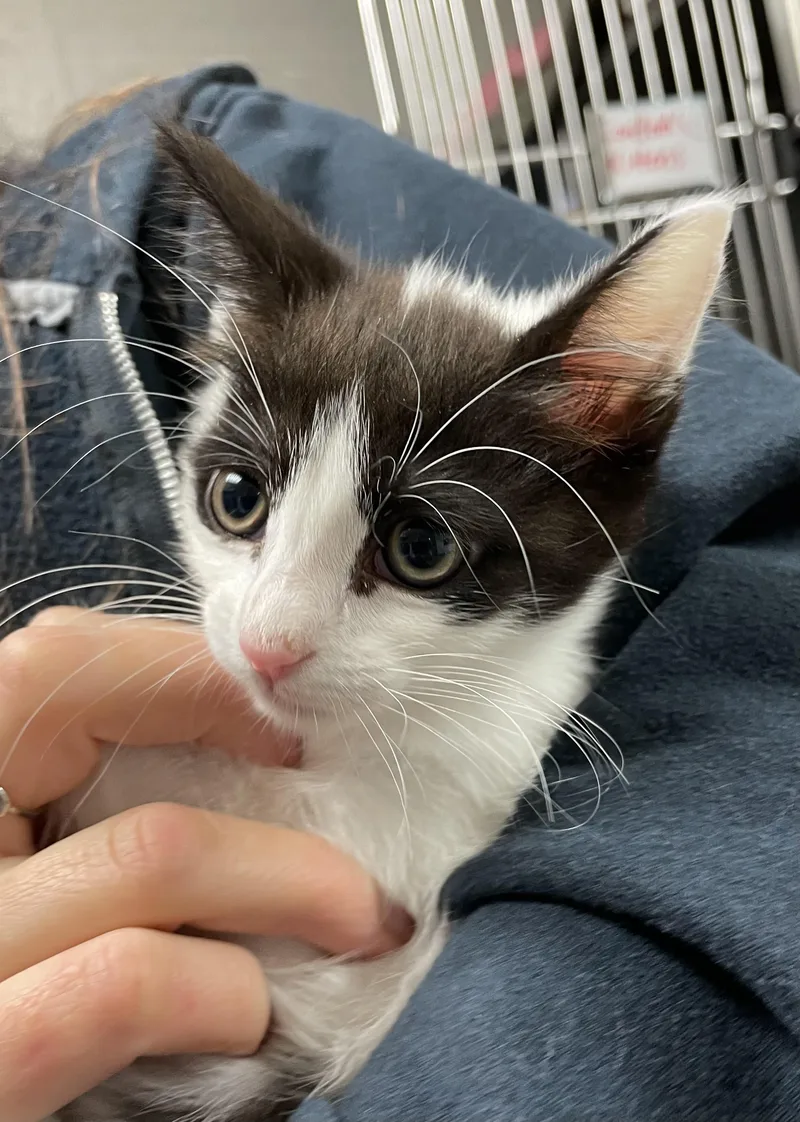 A baby medium-sized female Black & White / Tuxedo American Shorthair cat named Pom Pom for adoption in North Kingstown, RI