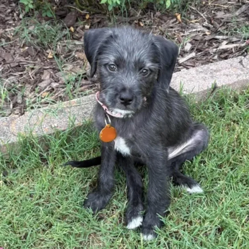 A baby medium-sized male Gray / Blue / Silver Terrier dog named Tank for adoption in Pelham, NH