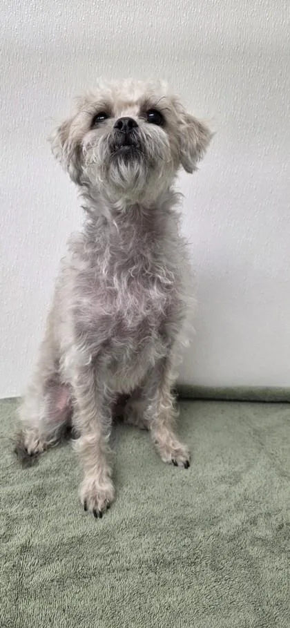 An adult small-sized female Terrier dog named Litta for adoption in Phoenix, AZ