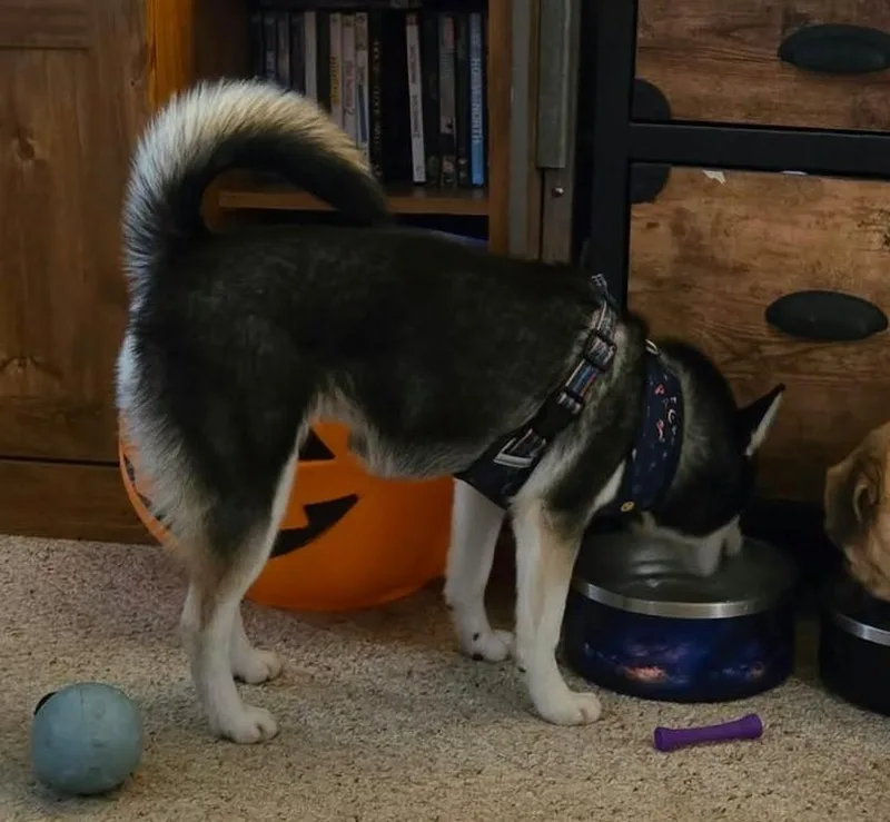 A young small-sized female Pomsky dog named Peach for adoption in North Olmsted, OH