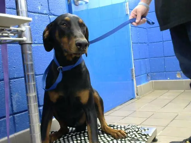 A young small-sized male Doberman Pinscher dog named Raza for adoption in Albuquerque, NM