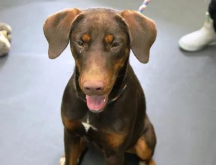 A young large-sized female Doberman Pinscher dog named Rune for adoption in Picayune, MS