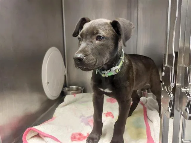 A baby small-sized male Pit Bull Terrier dog named Great Smokey Mountains for adoption in Antioch, CA