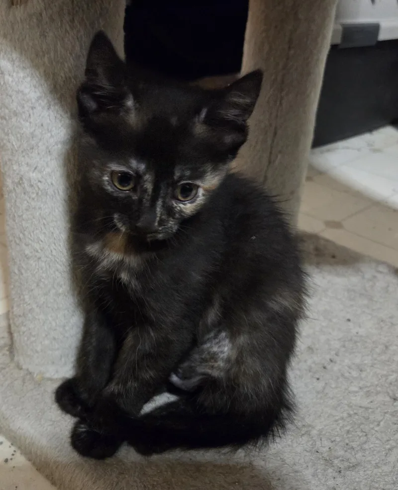 A young medium-sized female Tortoiseshell Domestic Short Hair cat named Sun Chip for adoption in Fort Collins, CO