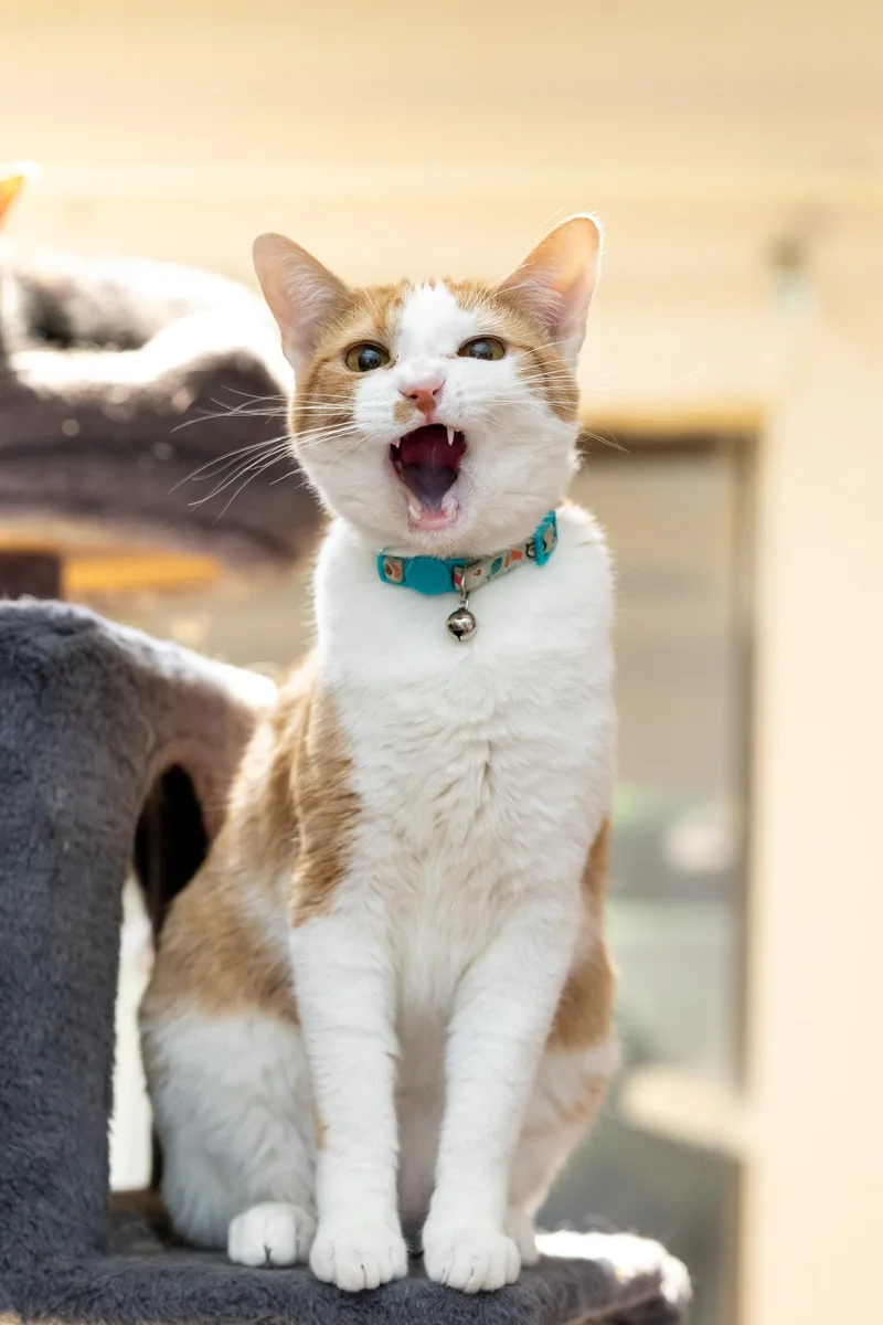 Whiskers thumbnail 2