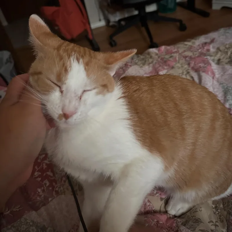 Whiskers thumbnail 3