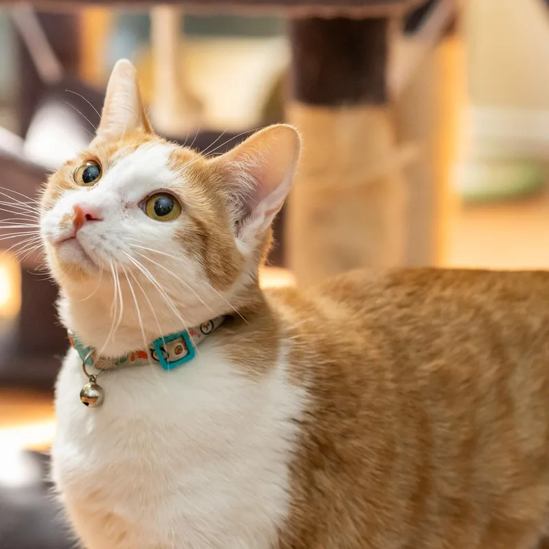 Whiskers thumbnail 4