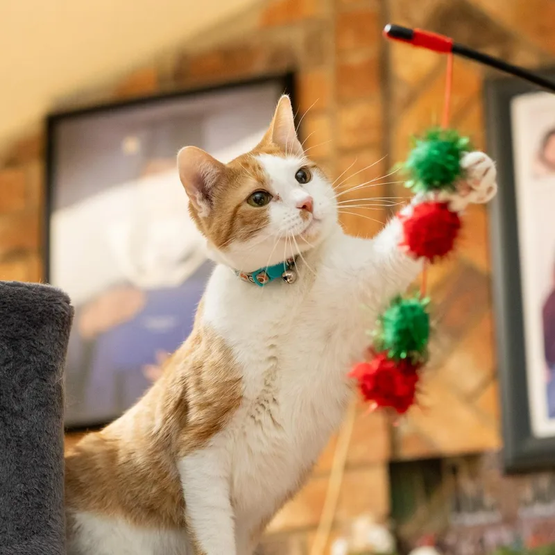 Whiskers thumbnail 5