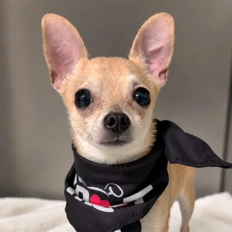 Chico