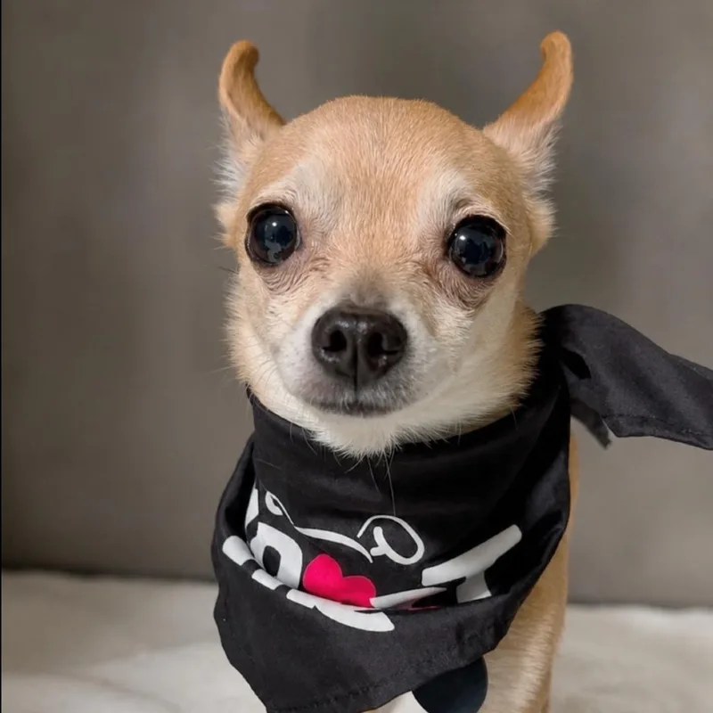 Chico thumbnail 3