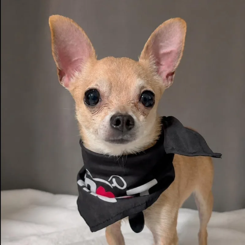 Chico thumbnail 5