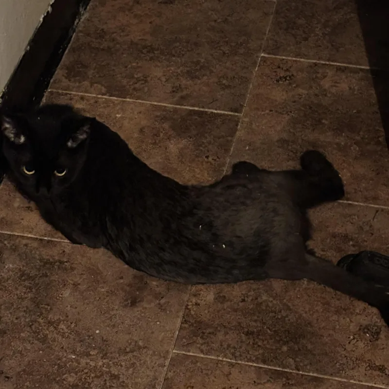 A young medium-sized female Black Domestic Long Hair cat named Arya for adoption in Pittsburgh, PA