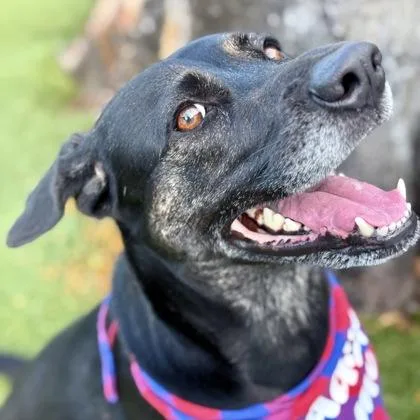 An adult medium-sized female Mixed Breed dog named Alana for adoption in Largo, FL