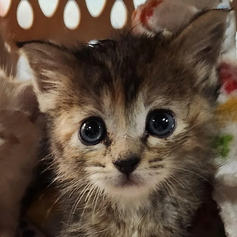 A baby small-sized female Torbie Domestic Short Hair cat named Rosie for adoption in Brighton, MO