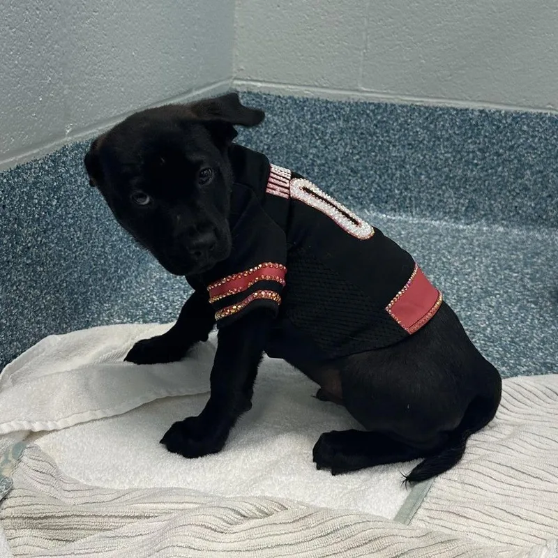 A baby medium-sized male Black Pit Bull Terrier dog named Blue Moon for adoption in Greensboro, NC