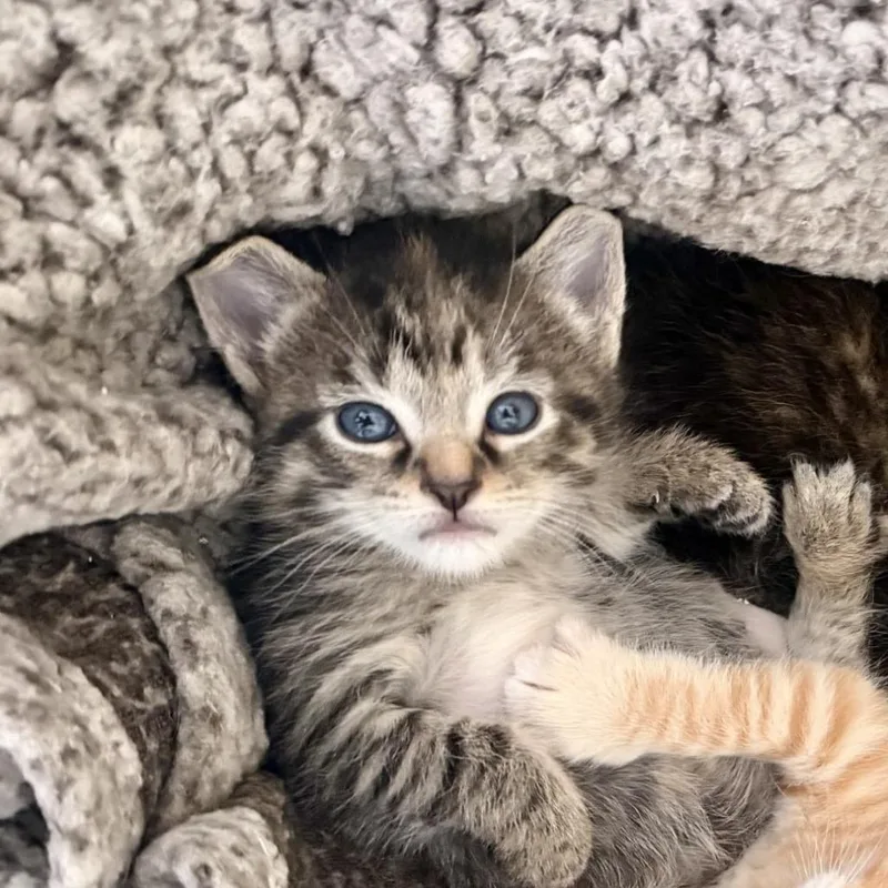A baby small-sized female Gray / Blue / Silver Domestic Short Hair cat named Whiplash for adoption in Newark, NJ
