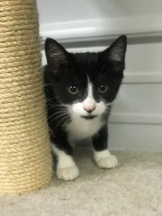 An adult medium-sized female Black & White / Tuxedo Domestic Short Hair cat named Brooklyn for adoption in Bedford, IN