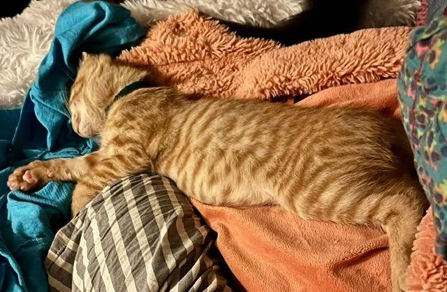 A baby medium-sized male Orange / Red Domestic Short Hair cat named Blaze for adoption in Lake Orion, MI