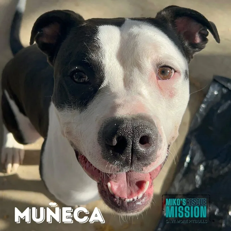 Muneca