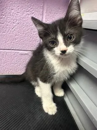 A baby small-sized male Black Domestic Long Hair cat named Obsidian for adoption in El Paso, TX