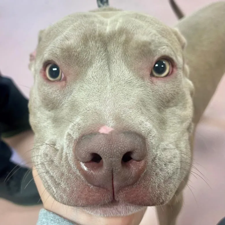 An adult medium-sized male Pit Bull Terrier dog named Royal for adoption in Columbia, SC