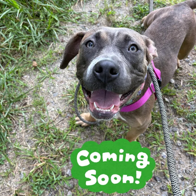 An adult medium-sized female Sable Pit Bull Terrier dog named Lottie Mae for adoption in Waynesville, NC