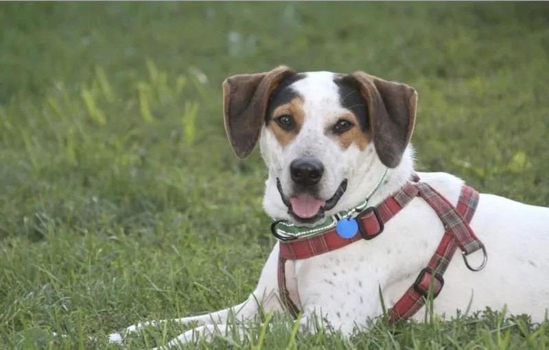 A young medium-sized male Pointer dog named Otto for adoption in Powell, OH