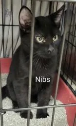 A young medium-sized male Black Domestic Short Hair cat named Mowgli for adoption in Moline, IL