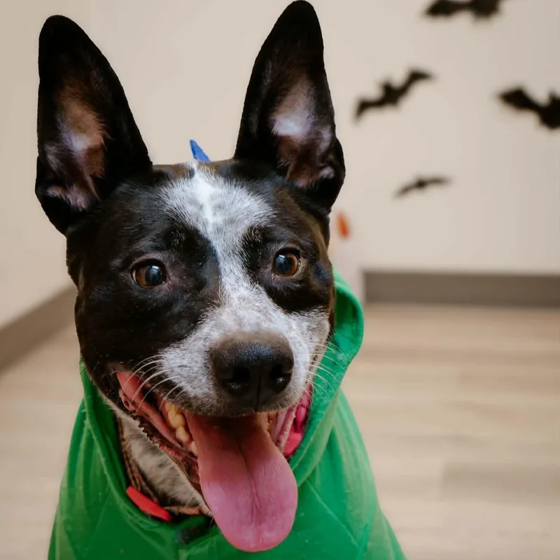 An adult medium-sized female Australian Cattle Dog / Blue Heeler dog named Molly for adoption in Quincy, IL