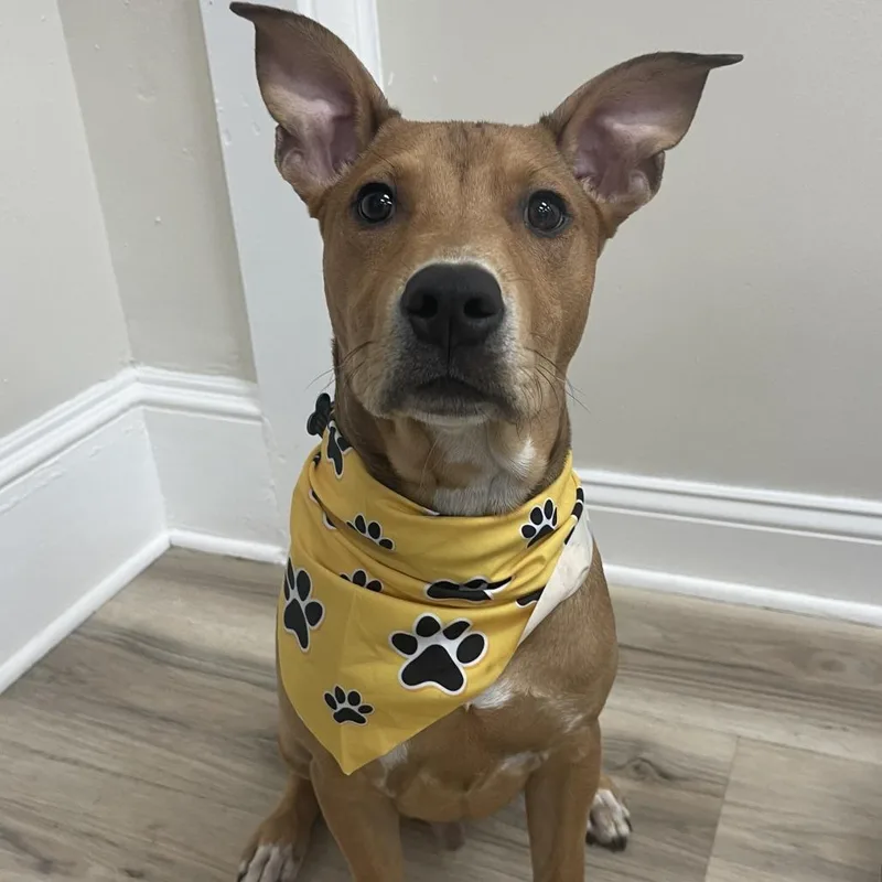 A young medium-sized male Yellow / Tan / Blond / Fawn Pit Bull Terrier dog named Scooter for adoption in Johnson City, TN