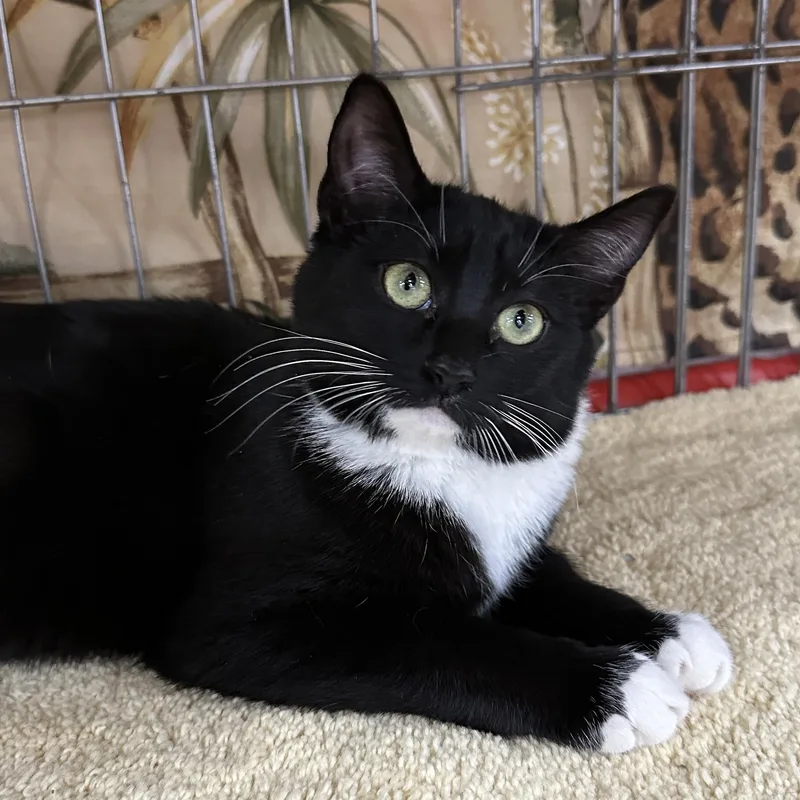 A young medium-sized female Black & White / Tuxedo Tuxedo cat named Kara for adoption in Baltimore, MD