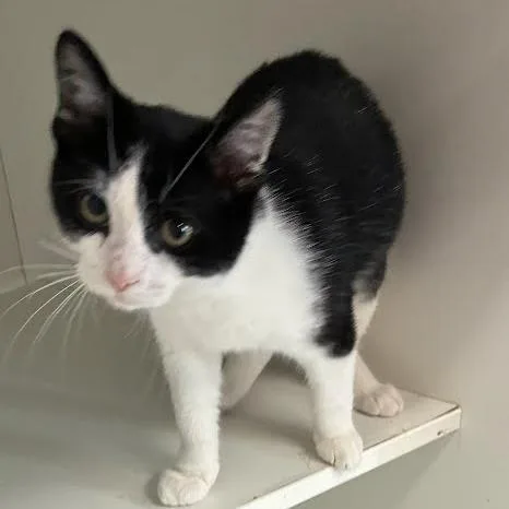 A baby small-sized male Black Domestic Short Hair cat named Ernest for adoption in Jeffersonville, IN