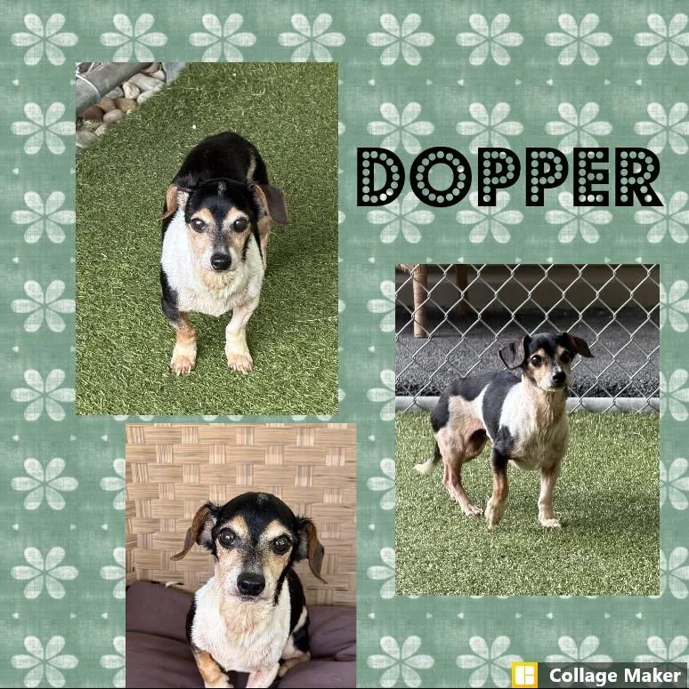 A senior small-sized male Dachshund dog named Dopper for adoption in Clearfield, PA
