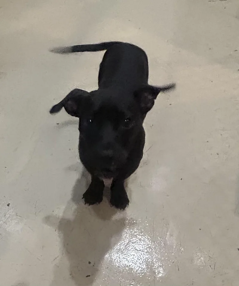A young medium-sized male Black Basset Hound dog named Apollo for adoption in North Kansas City, MO
