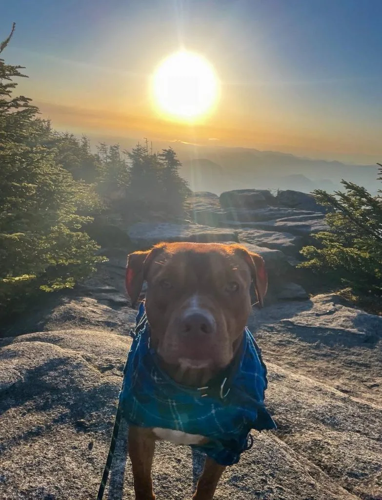 A young large-sized male Pit Bull Terrier dog named Junior Courtesy Listing for adoption in Peru, NY