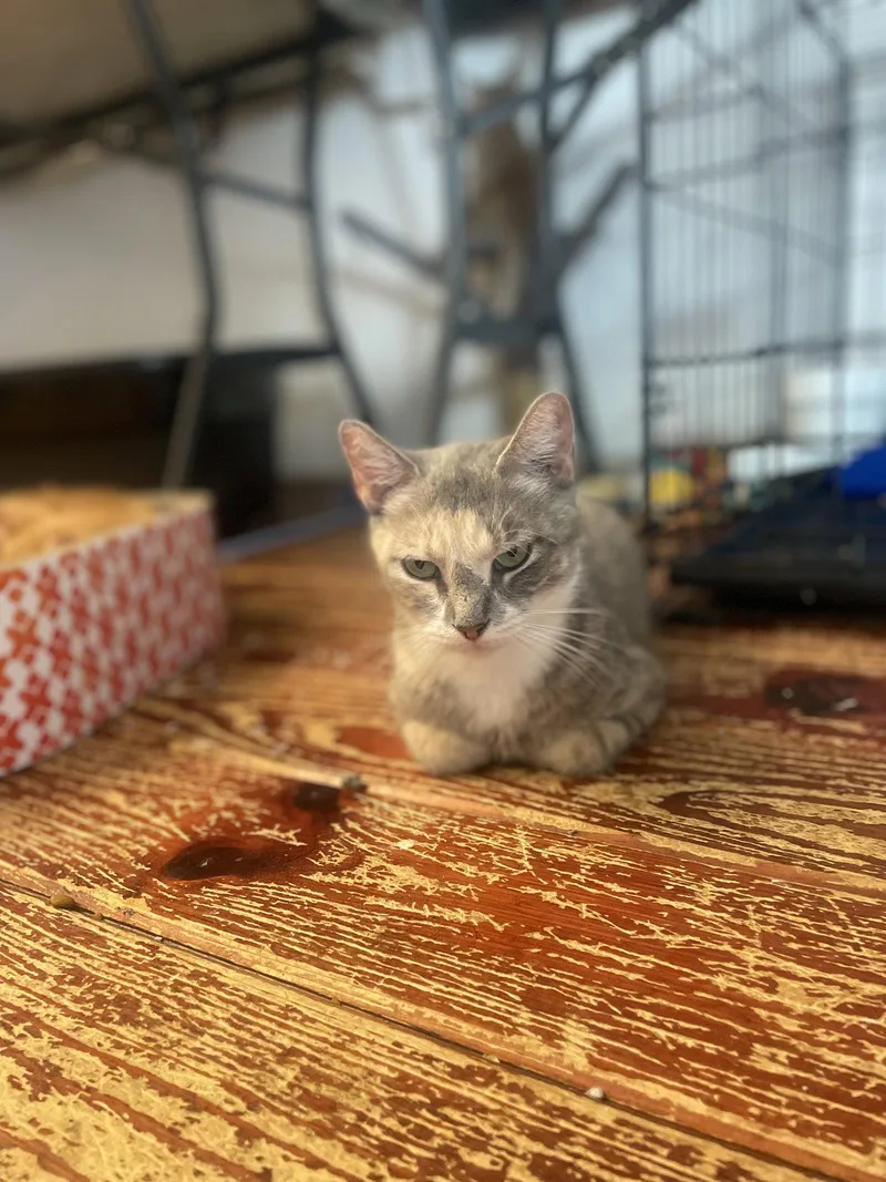 An adult medium-sized female Domestic Short Hair cat named Africa for adoption in Trenton, NJ