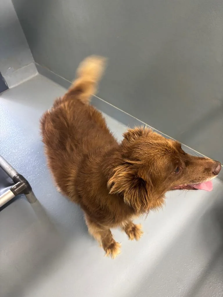 A young large-sized male Mixed Breed dog named Paddy for adoption in Cartersville , GA