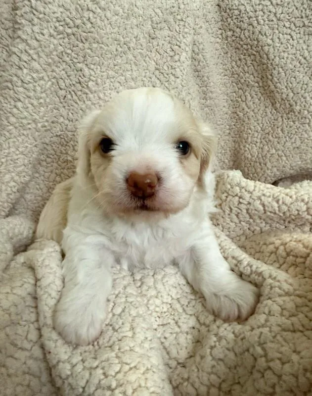 A young small-sized female White / Cream Chihuahua dog named Eloise for adoption in Valley Village, CA