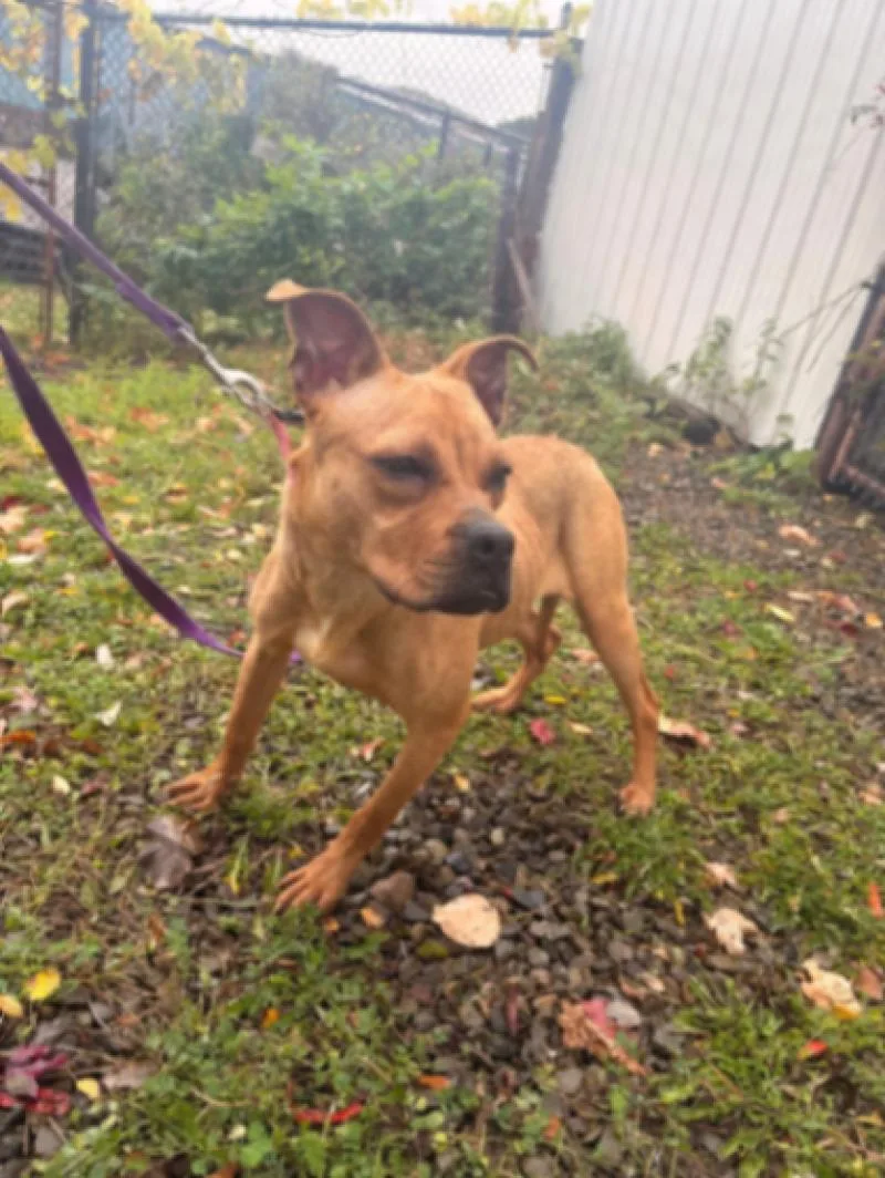 An adult medium-sized female American Staffordshire Terrier dog named Beatrice for adoption in Warren, PA